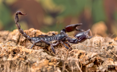 Scorpion closeup setup indoors on natural wood chips with a blurred camouflage backgroundの写真素材