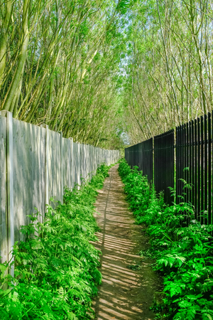 Long narrow passage with fence and railings and tall trees on each side.  A Springtime shot in Abridge, Essex.の写真素材
