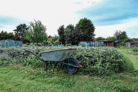 Allotment plot with a potato crop in early summer.  A wheelbarrow in the foreground.の写真素材