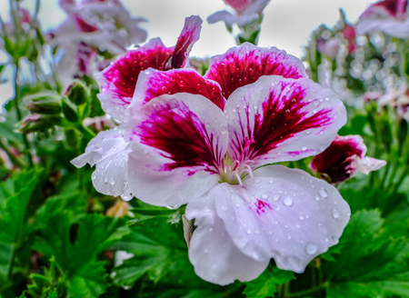 Close up of a pink and white viola flower after a shower of rain.