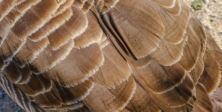 Close up shot of Canadian goose's back showing the layers of feathers.の写真素材