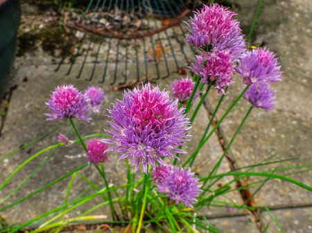 Chives growing wild on a patio in bloom with pink flowers.
