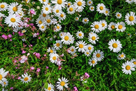 Closeup of white wild daisys in full bloom.   Beautiful natural background shot.の写真素材