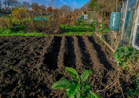 Furrows of earth created in an allotment garden.  Taken on a bright sunny winter morning.の写真素材