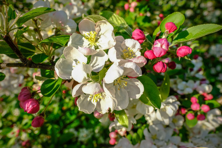 Cherry blossom in spring on a bright sunny afternoon.  Beautiful pinks and whites with green foliage.の写真素材