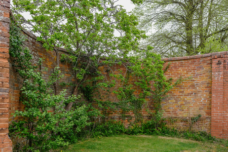Curved ancient red brick wall with trees and shrubs growing beside it.  The wall is high and is well weathered.の写真素材