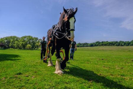 Hainault Country Park, Essex, UK -  June 6, 2018: Shire horse logging with men following  him, training exercise.のeditorial素材