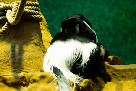 Black and white colobus monkey sitting on a rock in zooの写真素材