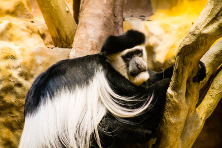 Black and white colobus monkey in the zoo.の写真素材