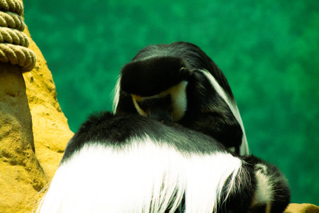 Colobus guereza,Guereza,Spainの写真素材