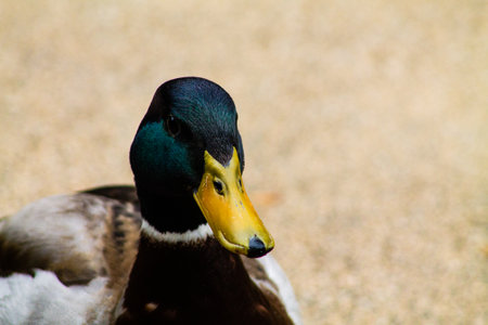 Close up of a male mallard duck on the beach in the summerの写真素材