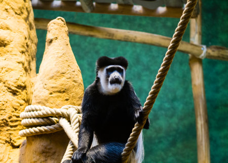 Black and white colobus monkey sitting on a ropeの写真素材