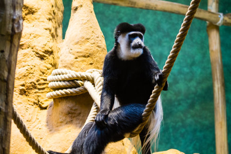 Black and white colobus monkey sitting on a rope in a zooの写真素材