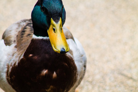 Close up of a male mallard duck in a public park.の写真素材