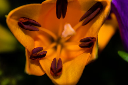 Selective focus shot of blooming orange lily flower in the flower shopの写真素材