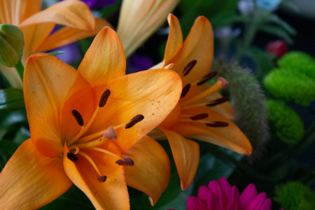 A closeup of blooming Lily flower and pink Gerbera in the flower shopの写真素材