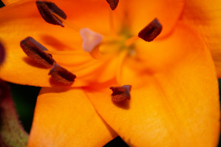 Closeup of blooming Lily flower in the flower shopの写真素材