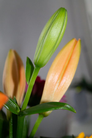 A closeup of blooming Lily bulbs in the flower shopの写真素材