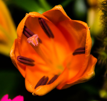 Selective focus shot of blooming orange lily flower in the flower shopの写真素材