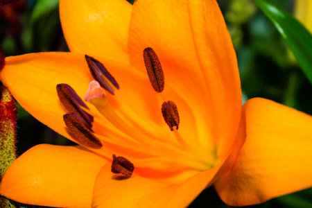 A closeup of blooming Lily flower in the flower shopの写真素材