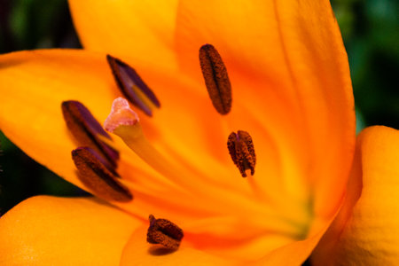 A closeup of blooming Lily flower in the flower shopの写真素材