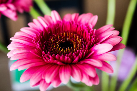 Pink gerbera flower in a vase on a wooden tableの写真素材