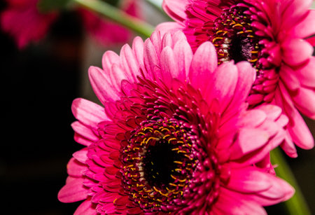 Close up of pink gerbera flowers, shallow depth of fieldの写真素材