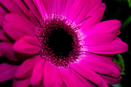 Pink gerbera flower close-up on a dark background.の写真素材