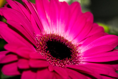 Close up of a pink gerbera daisy in a gardenの写真素材