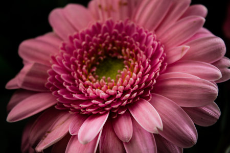 Pink gerbera flower close up. Shallow depth-of-field.の写真素材