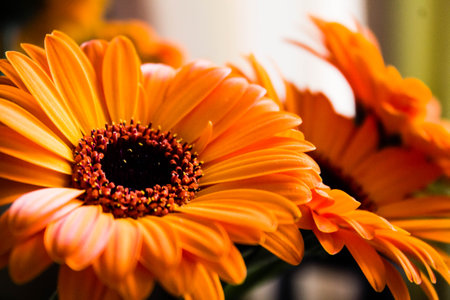Orange gerbera daisy flower close up, shallow depth of fieldの写真素材