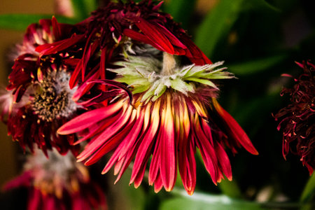 Red gerbera flowers close up macro photography.