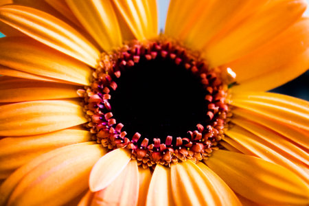 Orange gerbera daisy flower close up, shallow depth of field