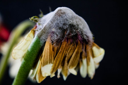 Moldy flower on a black background. Close up.の写真素材