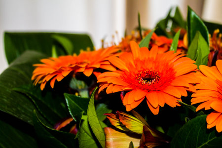 Orange gerbera flowers bouquet, close up. Floral backgroundの写真素材