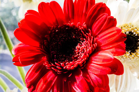 Red gerbera flower close up, selective focus, shallow DOF.の写真素材