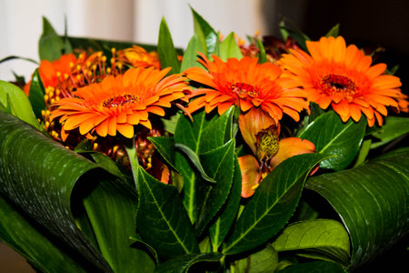 Orange gerbera flowers in a vase with green leaves.の写真素材