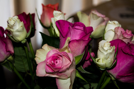 Bouquet of pink and white roses on a dark background.の写真素材
