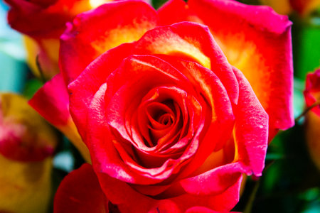 Close up of red rose, Thailand. (Selective focus)の写真素材