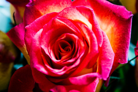Close up of colorful roses flower bouquet background. (Selective focus)の写真素材
