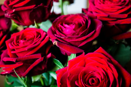 Beautiful red roses bouquet background. Red roses close-up.の写真素材