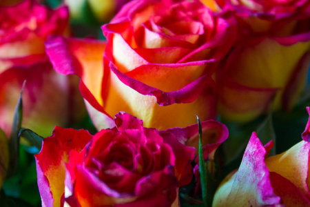 beautiful bouquet of red and yellow roses close up.の写真素材