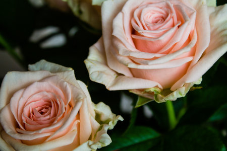 Pink and white roses closeup. Bouquet of fresh flowers.の写真素材
