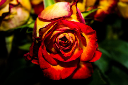 Beautiful red and yellow rose on a dark background close-upの写真素材