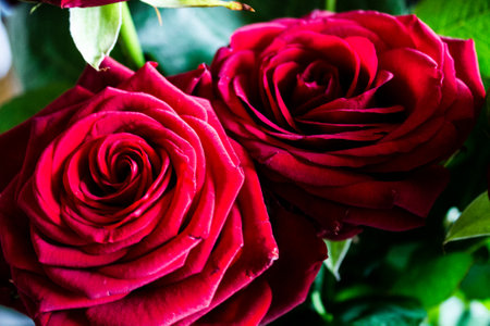 Red rose close-up background. Red rose close-up background. Red rose close-up.の写真素材