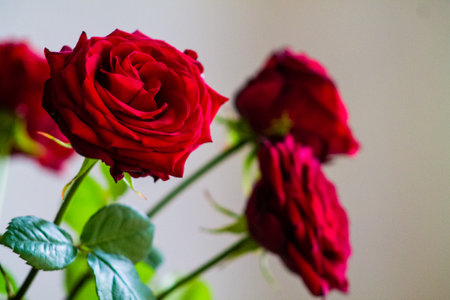 Beautiful red roses in a vase on a white background.の写真素材