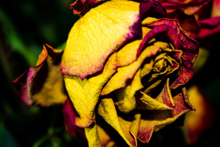 Dried roses in the garden, close-up, selective focus.の写真素材