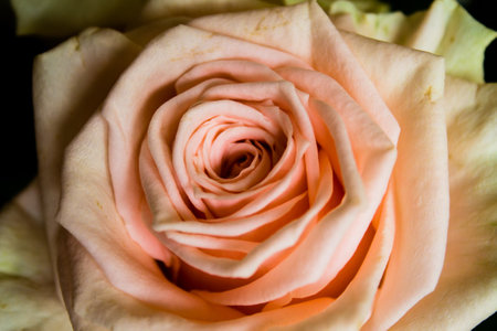 close up of pink rose petals, shallow depth of field.の写真素材