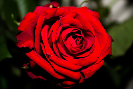 red rose close-up on a dark background, shallow depth of fieldの写真素材