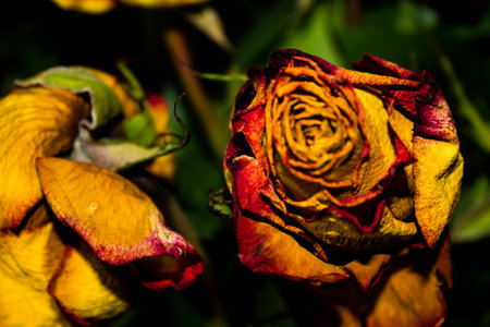Dried roses in the garden. Close up. Selective focus.の写真素材